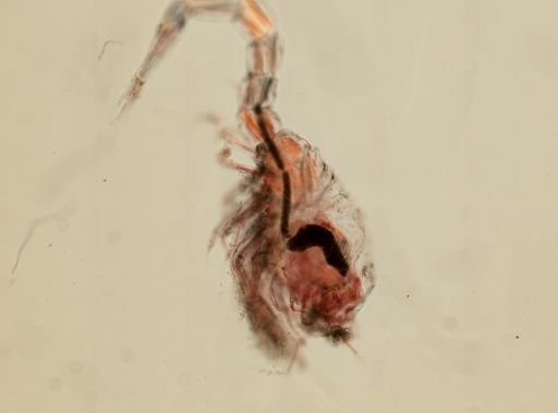 Diastylis