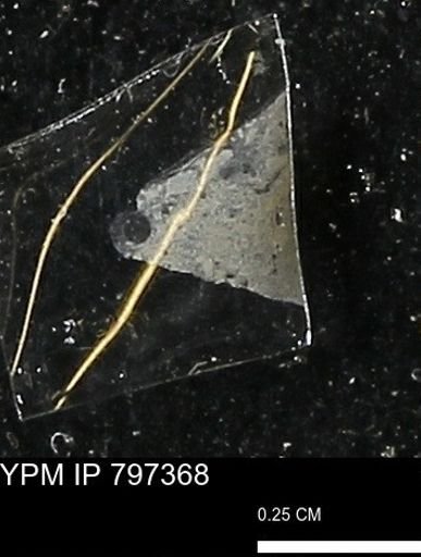 Baculites ovatus haresi
