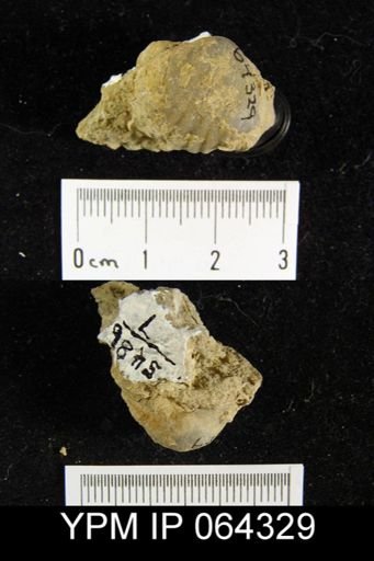 Sieberella roemeri