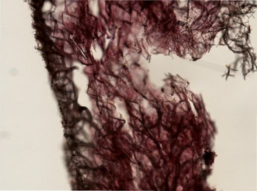 Callyspongia vaginalis