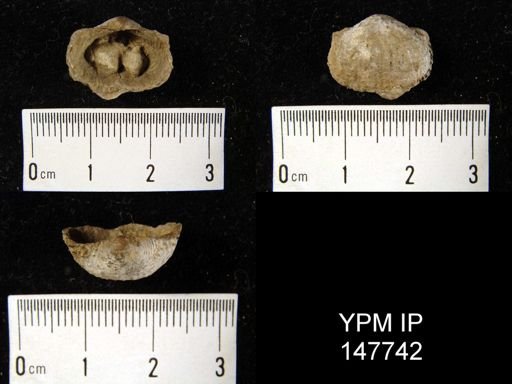 Marginifera muricata