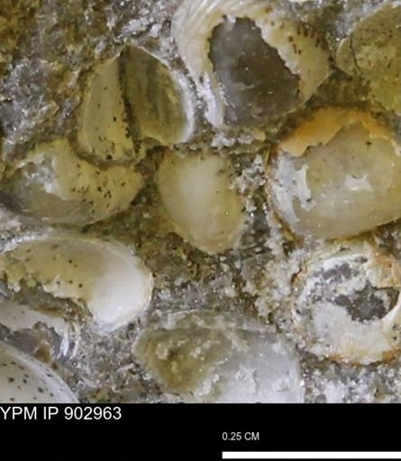 Corbulamella gregaria