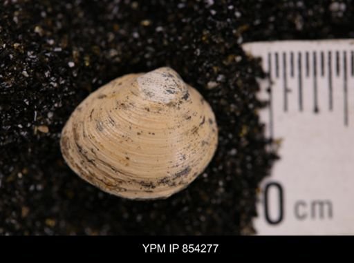 Limopsis striatopunctatus