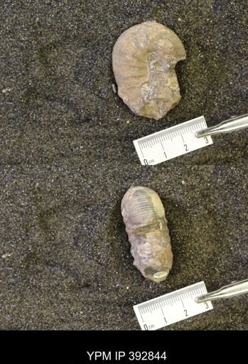 Protocardia sp.