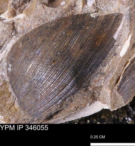 Limopsis striatopunctatus