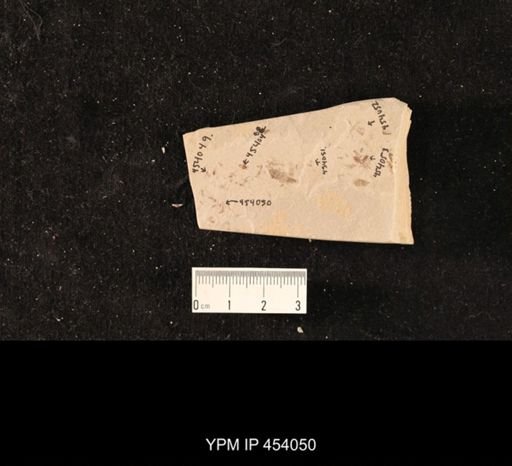 undet. Diptera