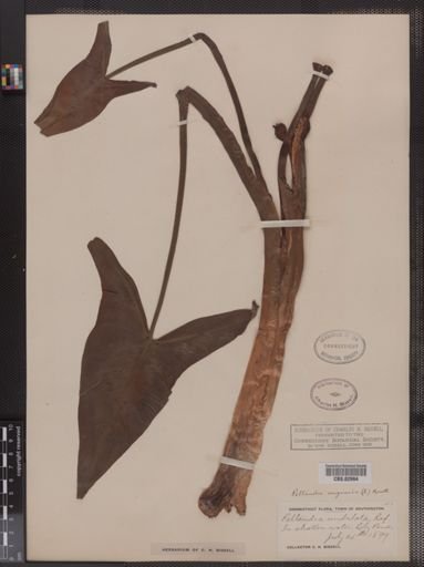 Peltandra virginica