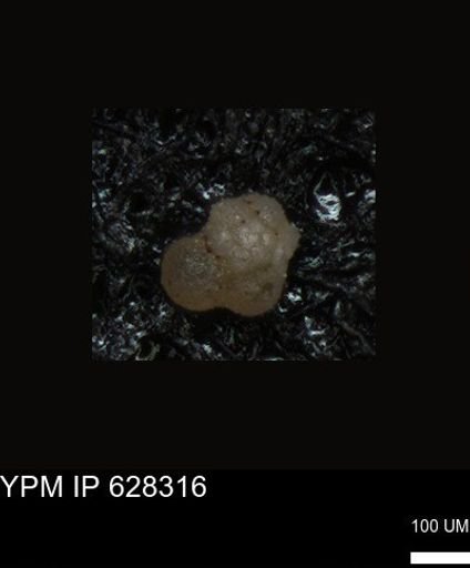 undet. Foraminiferida