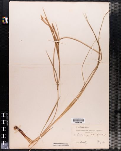 Carex stricta