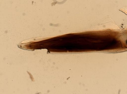 Eunicidae
