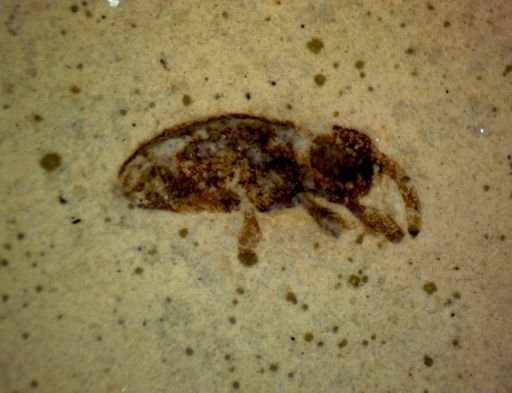 undet. Curculionidae