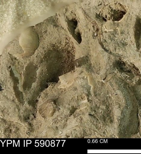 undet. Bivalvia