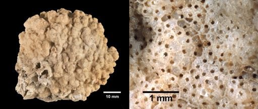 Parasmittina nitida