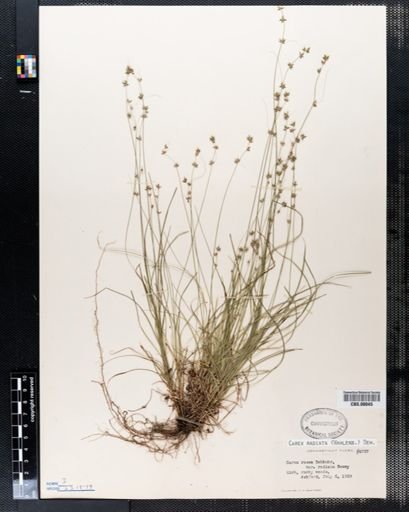 Carex radiata
