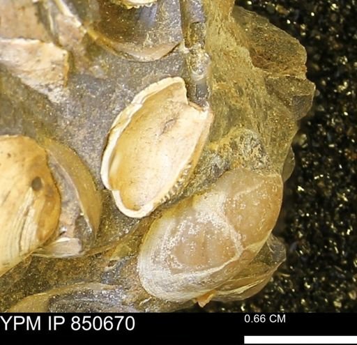 Limopsis striatopunctatus