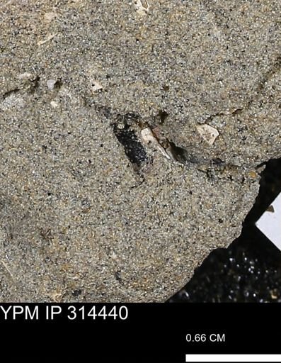 undet. Scaphopoda