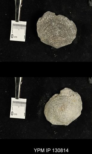 Spinatrypa spinosa