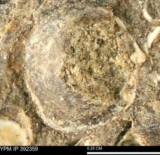Protocardia subquadrata