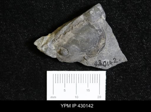 Dipleura dekayi