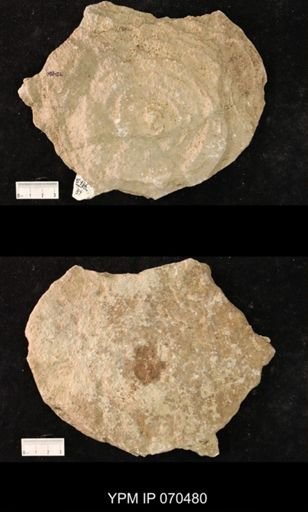 Favosites brownsportensis