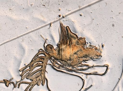 Eunicidae