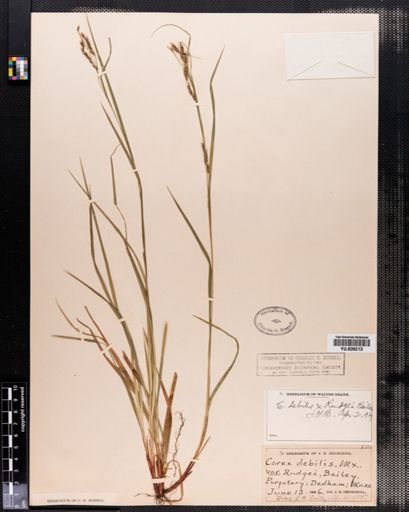 Carex debilis