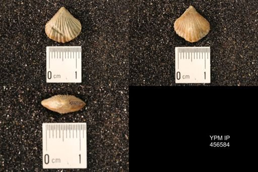 Rhynchonella dentata