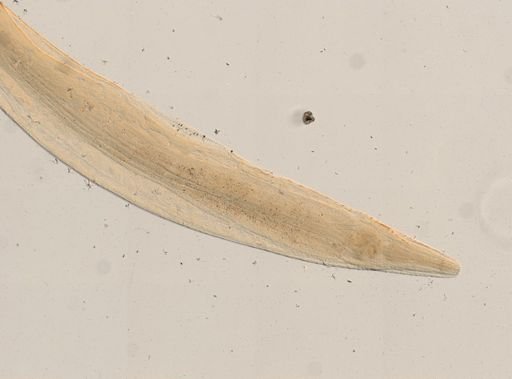 Passalurus ambiguus