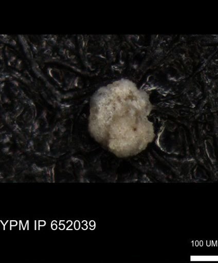 undet. Foraminiferida