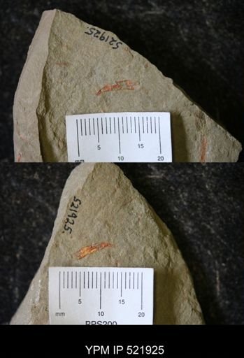Sphenothallus?