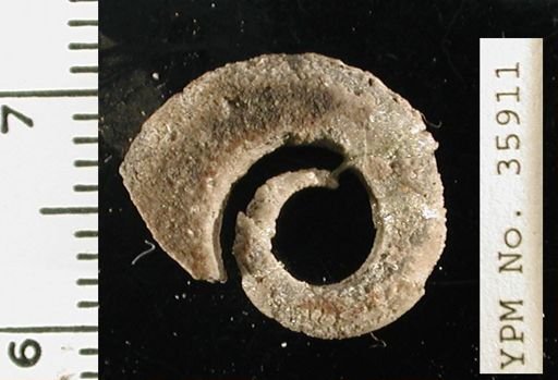Ecculiomphalus sp.