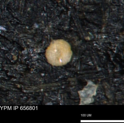 undet. Foraminiferida