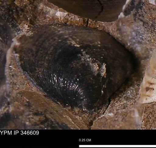 Limopsis striatopunctatus