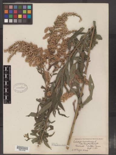 Solidago canadensis var. hargeri