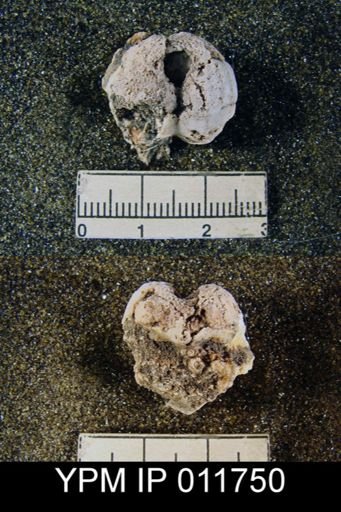 Marginifera wordensis