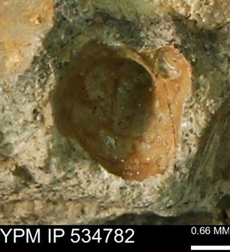 Protocardia subquadrata
