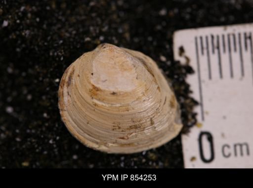 Limopsis striatopunctatus