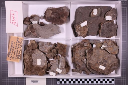 mixed taxa, stratigraphic collection