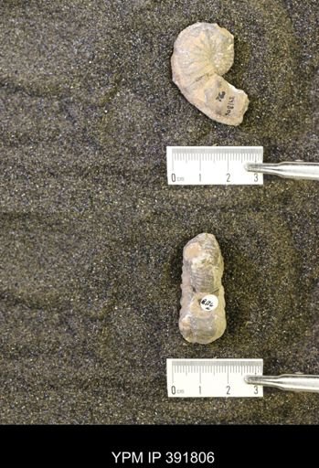 Scaphites whitfieldi