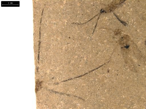 taxon undetermined