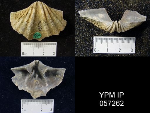 Macropleura macropleura