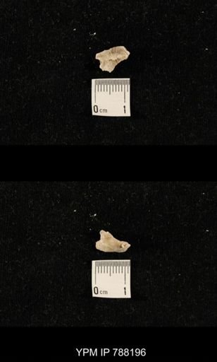 taxon undetermined