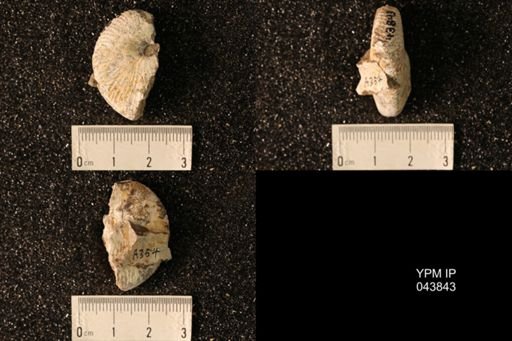 Hoploscaphites nicolletii