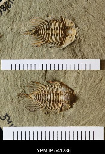 undet. Trilobita