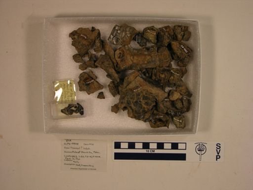 undet. Mammalia