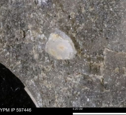 undet. Bivalvia