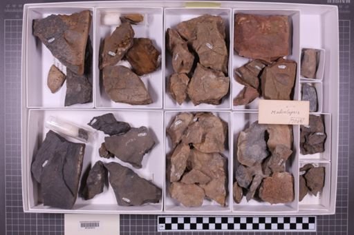 mixed taxa, stratigraphic collection