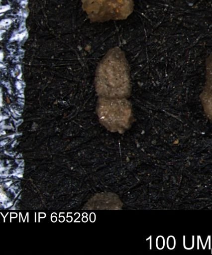 Ammobaculites euides