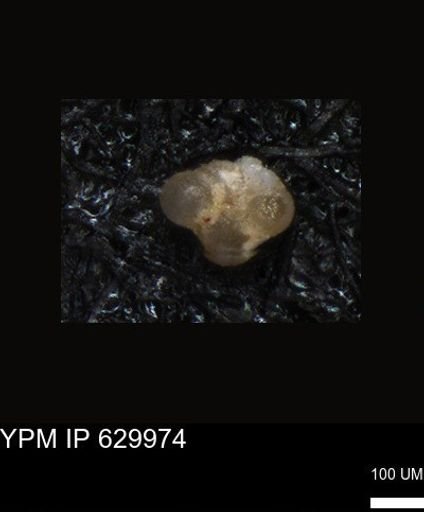 undet. Foraminiferida
