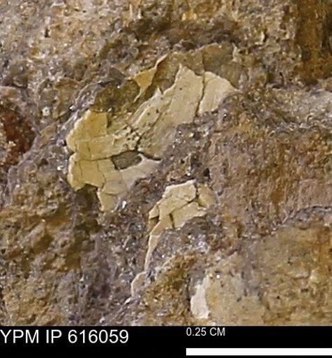undet. Bivalvia